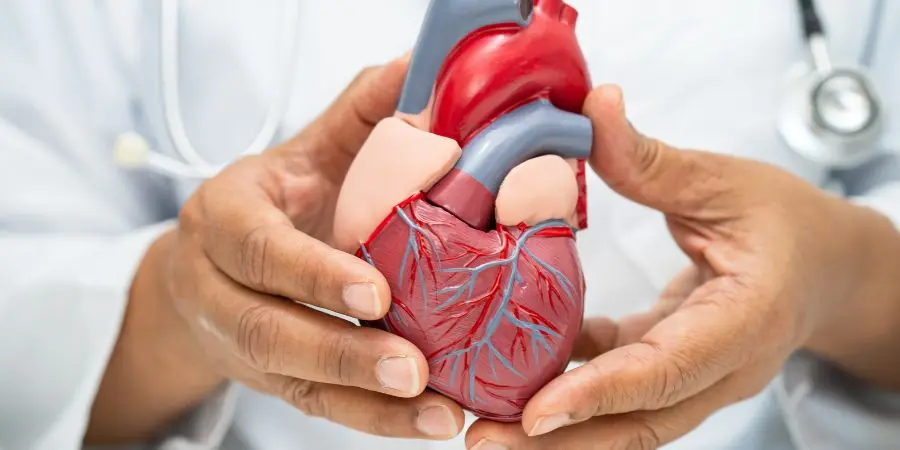 salud cardiovascular